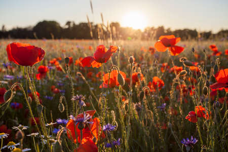 Poppies Wildflowers field on bright shine sunset light Nature Blooming Meadowsの写真素材