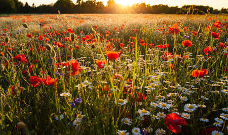 Poppies wildflowers field on bright shine sunset light Nature Summer Meadows