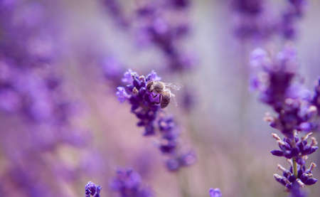Lavender and insects Close up Nature Summer Blooming Flowers Fiendsの写真素材