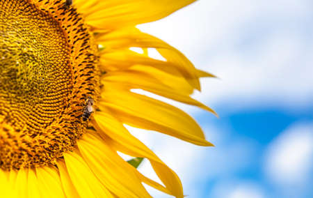 Sunflower and insects close up Nature yellow flower Backgroundの写真素材