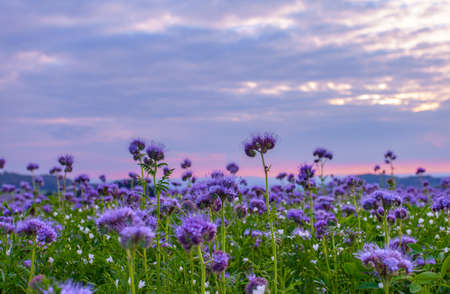 Phacelia flowers blooming field and purple sunset sky backgroundの写真素材