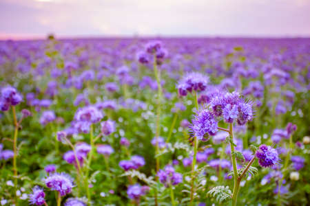 Phacelia flowers blooming field and purple sunset sky backgroundの写真素材