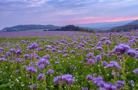 Phacelia flowers blooming field at the dawn sky landscape