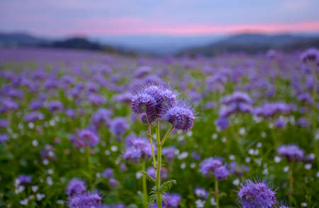 Phacelia flowers blooming field at the dawn sky landscapeの写真素材