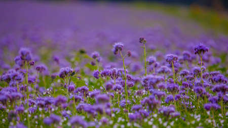 Phacelia flowers field violet blooming nature agriculture fieldsの写真素材