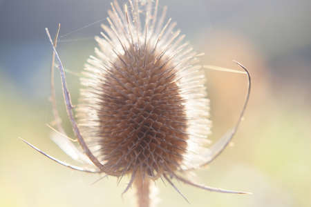 Dipsacus flower in bright shine sunlight nature Autumn season flowers close upの写真素材