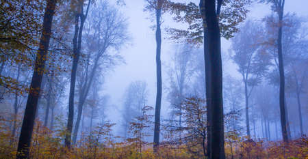 Foggy autumn Forest landscape in Siebengebirge Germany Nature fall Seasonの写真素材