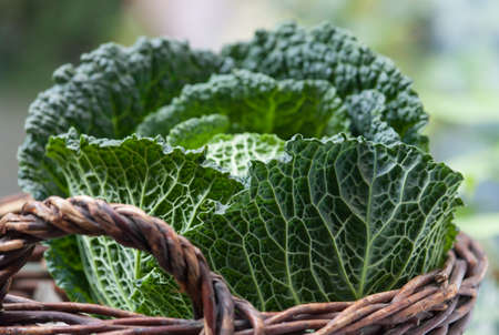 fresh savoy cabbage in the Basket  on daylight close up winter season  Vegetables