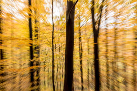 autumn forest abstract blur motion wood Nature landscape