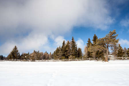Winter background snow and firs landscape in south tirol Italy
