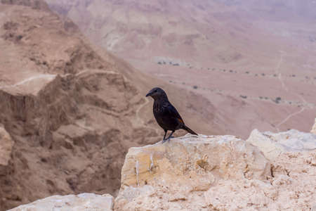 Mezada Herodes Fortress  National park  Landscape Israel and dead sea coastTravel Israel