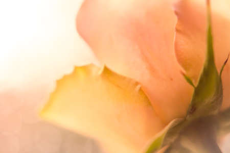 Pastel color rose blossom and Background close up summer romantic flowers love symbol texturesの写真素材
