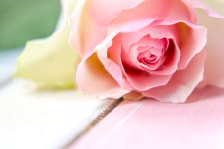 Pastel color rose blossom and Background close up summer romantic flowers love symbol texturesの写真素材