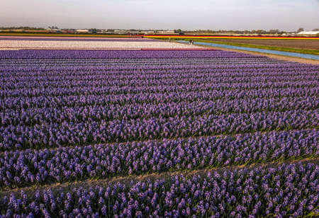 Aerial view of the colorful Flowers fields at springtime in Lisse Netherlandsの写真素材