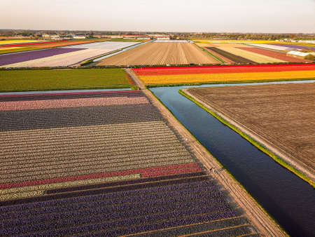 Aerial view of the colorful Flowers fields at springtime in Lisse Netherlands