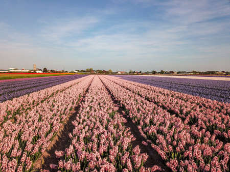 Aerial view of the colorful Flowers fields at springtime in Lisse Netherlandsの写真素材