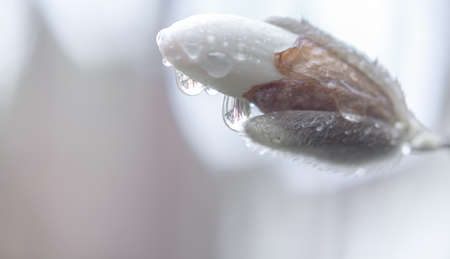 Star magnolia flower bud with raindrops nature spring  close up backgroundの写真素材