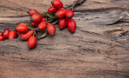 Fresh rosehip on wood rustic background in daylight Autumn Berriesの写真素材