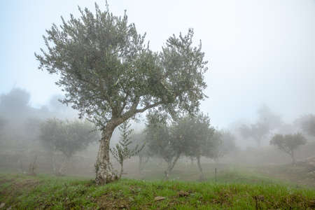 Foggy Olive Grove in Douro Valley  Landscape Portugalの写真素材
