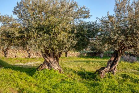old olive trees grove and blue sky in Sunny Alentejo Landscape Portugalの写真素材