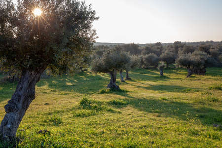 old olive trees grove in bright morning  sunlight Alentejo Landscape Portugalの写真素材