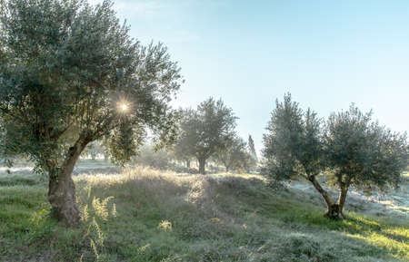 Misty olive grove in morning dew and hazy sunlight Landscape in Alentejo Portugalの写真素材