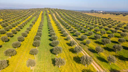 Drone aerial view of Giant olive grove in Alentejo Portugalの写真素材