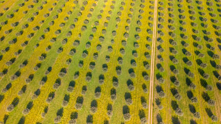 Drone aerial view of Giant olive grove in Alentejo Portugalの写真素材