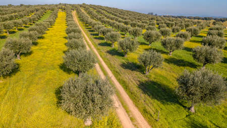 Drone aerial view of Giant olive grove in Alentejo Portugalの写真素材