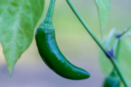 Green Pepper in shrub close upの写真素材