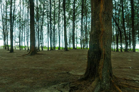 Tree in the Forestの写真素材