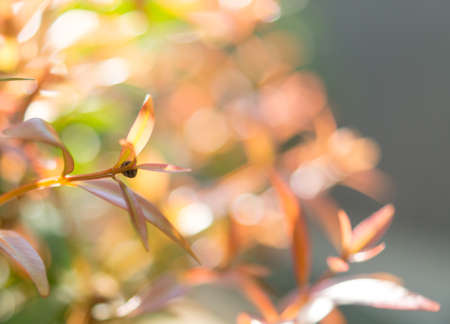 Nature Cycle Bokehの写真素材
