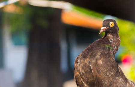 Bird Face on the Right Sideの写真素材