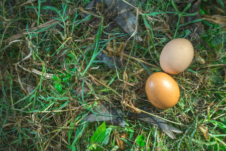 Two Yellow  Egg on Green Grass Taken from Top Angleの写真素材