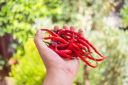Anonymous Person Hold Group of Red Chili Papperの写真素材