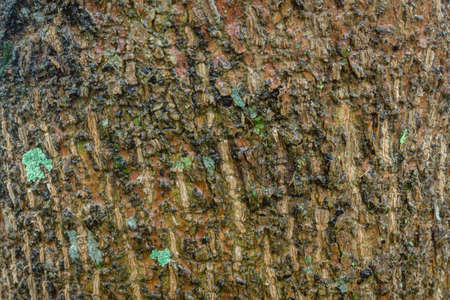 Old Green Brown Black Tree Wood Surface Textureの写真素材