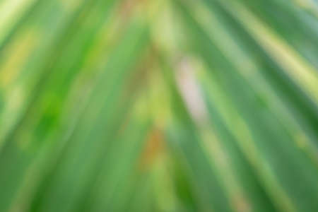 Straight Pattern Natural Leaf Bokeh Blur Backgroundの写真素材