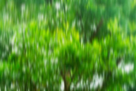 Natural Motion Blur Bokeh Tree Background Texture Abstractの写真素材
