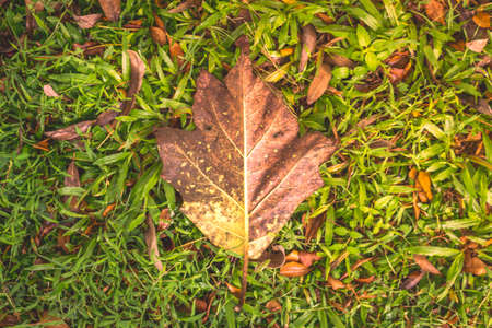Dry Big Leaf on Natural Grass Field Background Sunny Colorの写真素材