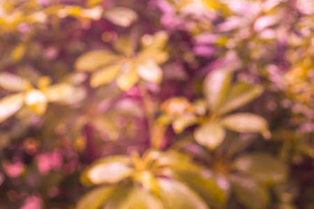 Bokeh Out of Focus Natural Tree Leaf Backgroundの写真素材