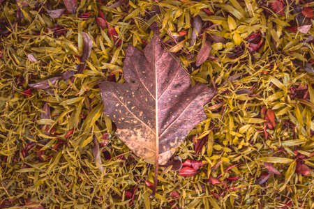 Dry Big Leaf on Natural Grass Field Background on Autumnの写真素材