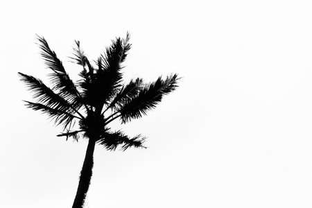 Natural silhouette coconut palm tree on white backgroundの写真素材