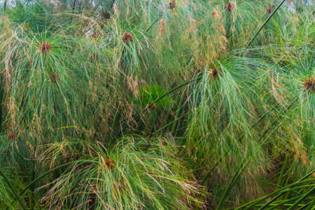 Natural Leaf Background Textureの写真素材