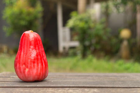 One Jambu Guava on Wood Ground in Gardenの写真素材