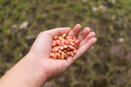 Hand Held Grip of Bunch of Cashewsの写真素材
