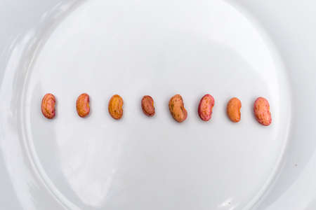 A line of Brown Cashews on White Plateの写真素材