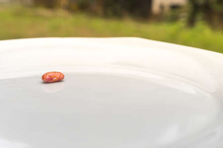 A single Cashew on Plate in a green Gardenの写真素材