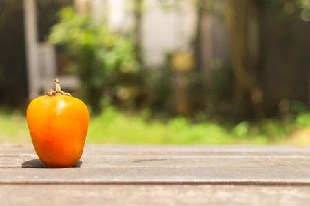 One Orange Tomato on Wood Ground in Green Gardenの写真素材