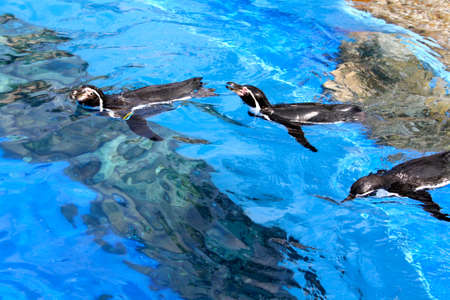 Three funny and floating penguinsの写真素材