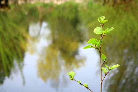 Young sapling against the lake as backgroundの写真素材